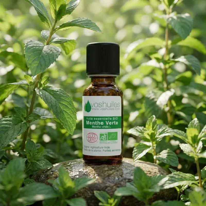 Organic Mentha spicata essential oil – antibacterial, expectorant & purifying. Steam-distilled from fresh spearmint | LaPeNu