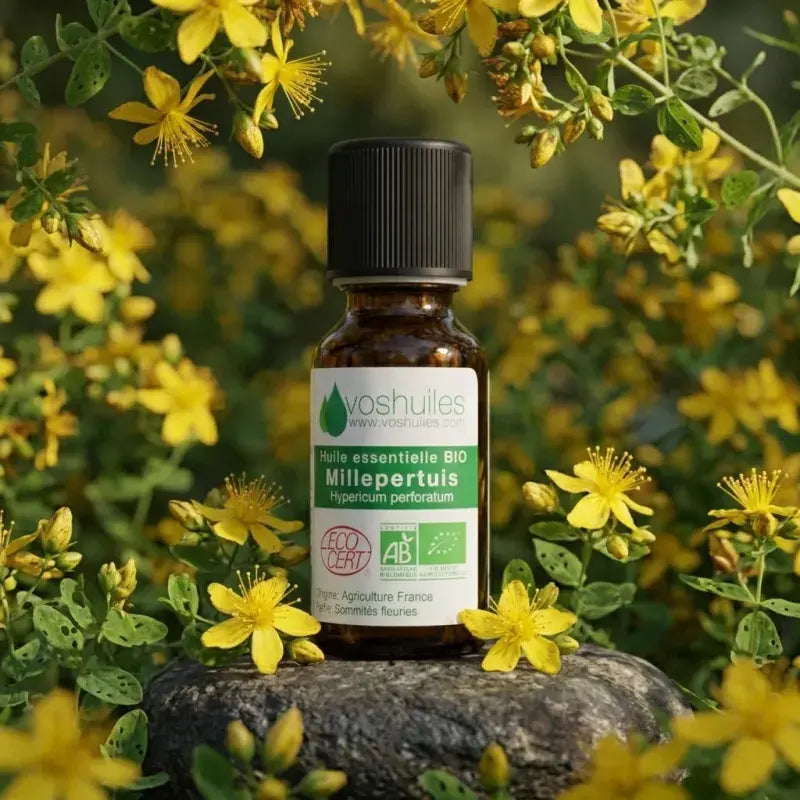Pure Hypericum perforatum EO – certified organic, cicatrizant, wound-healing, muscle relief | LaPeNu
