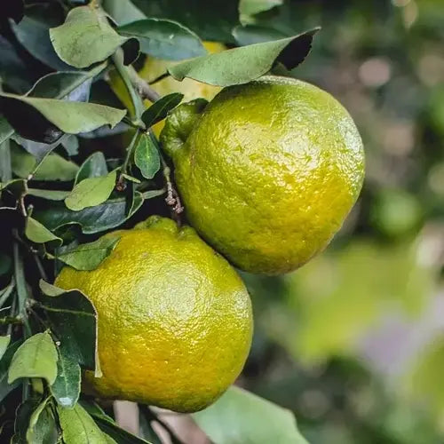 LaPeNu Organics