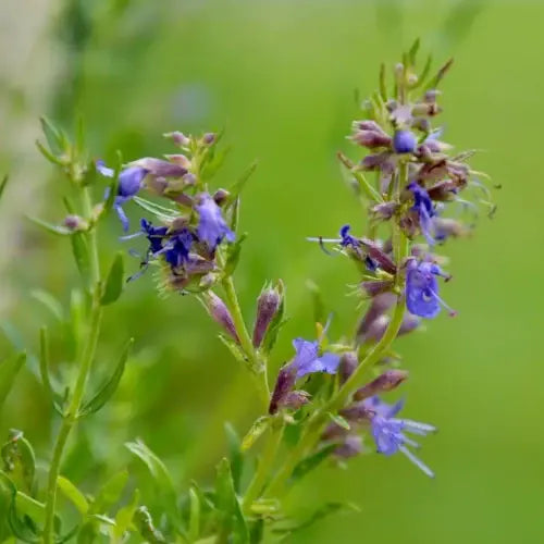 Hyssopus officinalis var. decumbens — source plant of certified pure hyssop decumbens essential oil | LaPeNu