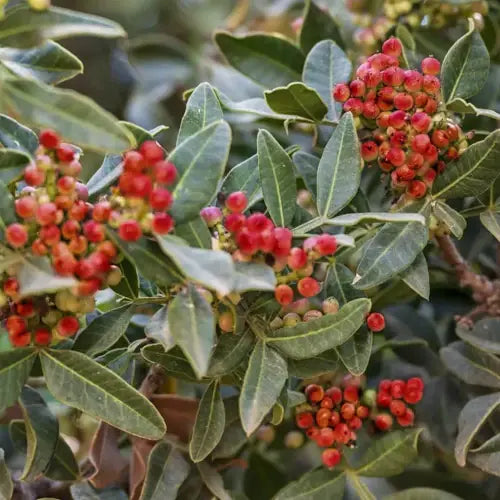 Certified organic Mastic Tree / Pistacia lentiscus – Mediterranean. Circulation, bruises & respiratory wellbeing | LaPeNu