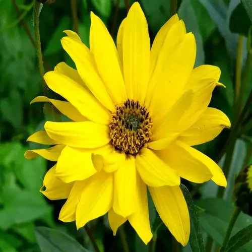Organic Oil Macerate - Arnica