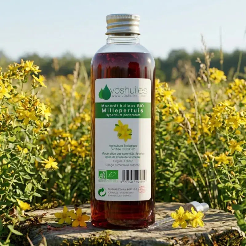 Organic Millepertuis oil macerate in bloom field – Hypericum perforatum – wound-healing pain-relieving – made in France | LaPeNu