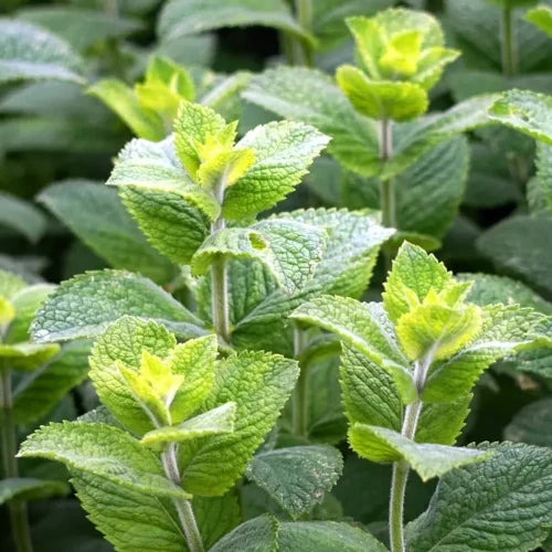 Organic peppermint (Mentha x piperita) essential oil, cooling, digestive, energising, France | LaPeNu