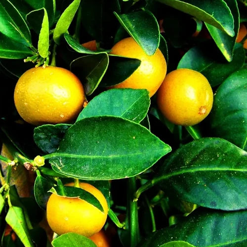 LaPeNu Organics