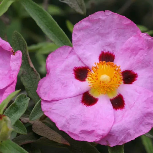 Cistus ladaniferus – The Plant Behind Precious Rock Rose Oil | LaPeNu