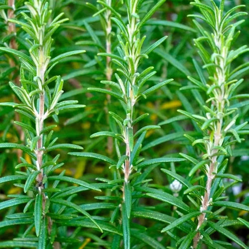 LaPeNu Organics