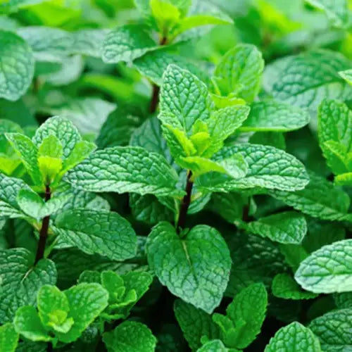 Organic Essential Oil – Spearmint