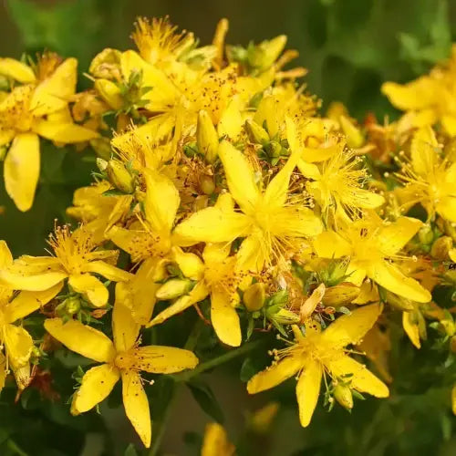 Hypericum perforatum flowering tops – source of rare steam-distilled organic essential oil | LaPeNu