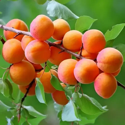 LaPeNu Organics