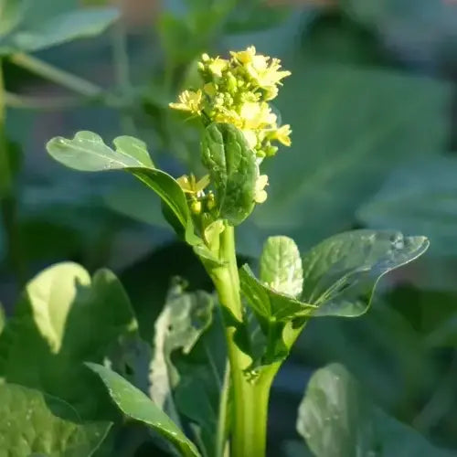 LaPeNu Organics