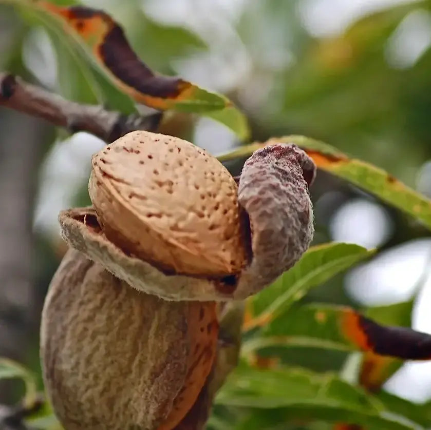 Organic sweet almond (Prunus amygdalus dulcis) nuts, source plant for sweet almond vegetable oil, France | LaPeNu